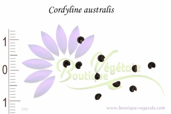 Graines Cordyline australis