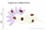 Graines de Cupressus sempervirens