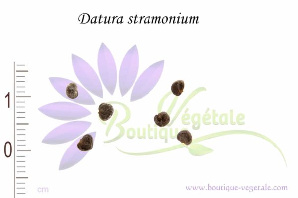 Graines de Datura stramonium