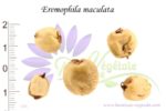 Graines d'Eremophila maculata