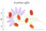 Graines d'Erythrina caffra