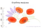 Graines d'Erythrina mexicana