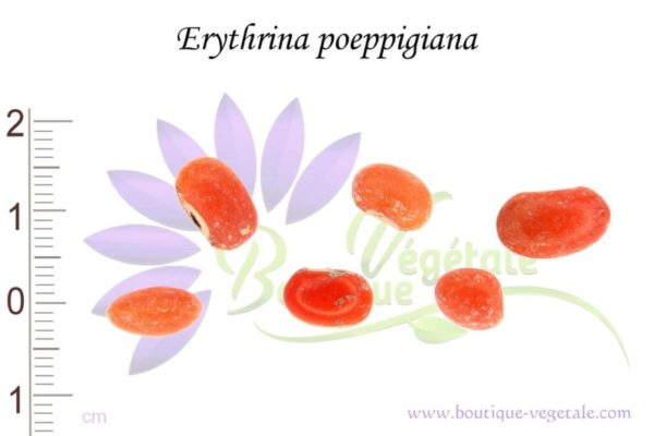 Graines d'Erythrina poeppigiana