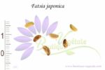 Graines de Fatsia japonica