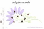 Graines d'Indigofera australis