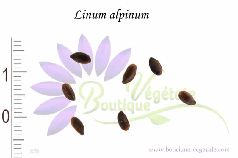 Graines de Linum alpinum