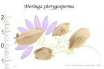 Graines de Moringa pterygosperma