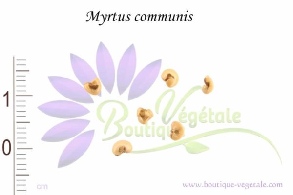 Graines de Myrtus communis