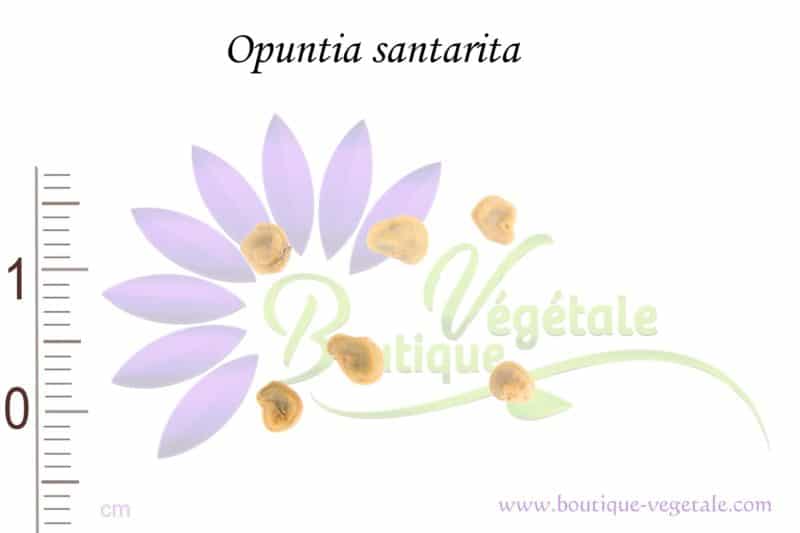 Graines d'Opuntia santarita