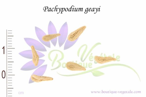 Graines de Pachypodium geayi