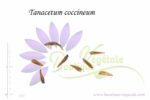 Graines de Tanacetum coccineum