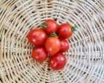 Tomate 'Riesentraube' - Récolte de fruits