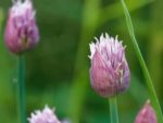 Allium schoenoprasum - Bouton floral