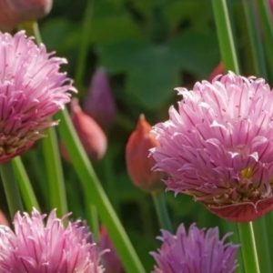Allium schoenoprasum - Fleurs rose