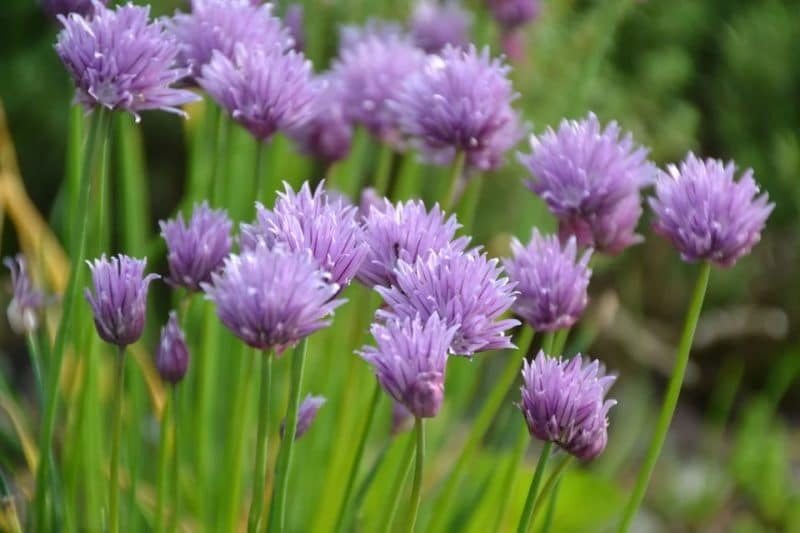 Allium schoenoprasum - Fleurs violettes