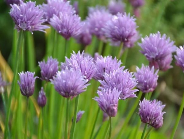 Allium schoenoprasum - Fleurs violettes
