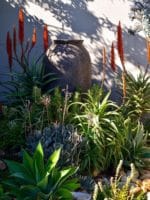 Aloe arborescens - Au jardin sec