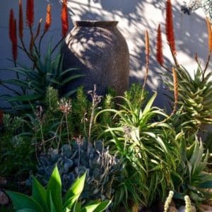Aloe arborescens - Au jardin sec