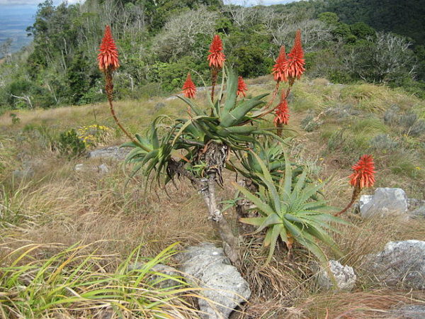 Aloe arborescens - En milieu naturel