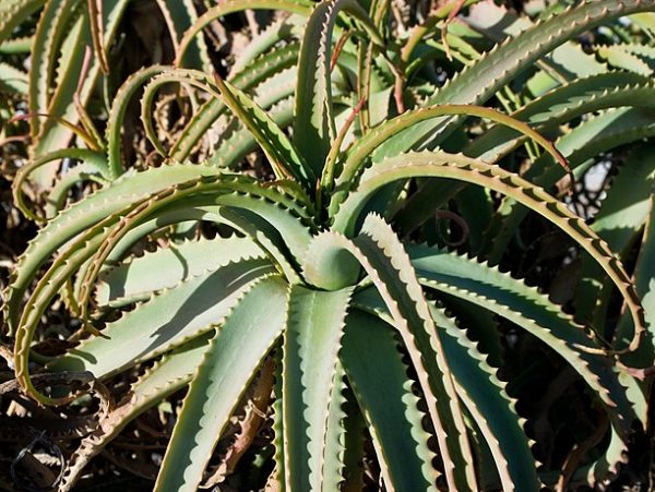 Aloe arborescens - Feuilles recourbées