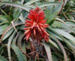 Aloe arborescens - Inflorescence