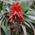 Aloe arborescens - Inflorescence