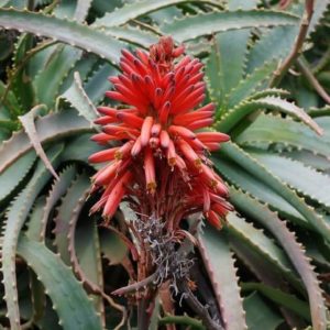 Aloe arborescens - Inflorescence