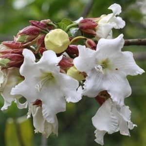 Beaumontia grandiflora - Inflorescence