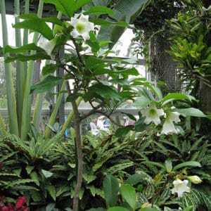 Beaumontia grandiflora - Vue générale