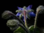 Borago officinalis - Plante pubescente