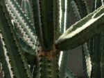 Cereus forbesii - Ramifications
