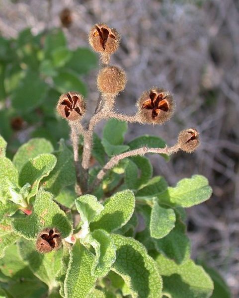 Cistus incanus ssp. tauricus - Capsules