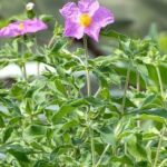 Graines de Cistus incanus ssp. tauricus, graines de Ciste taurique