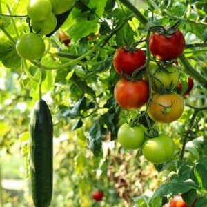 Culture de Tomate