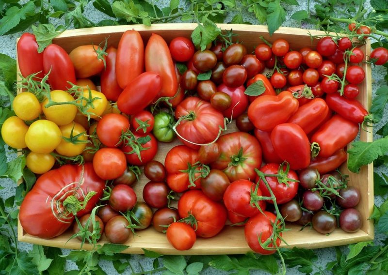 Diverses variétés de tomate