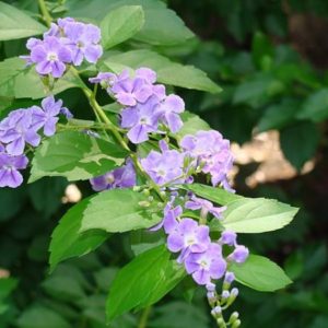 Duranta erecta - Inflorescence et feuillage