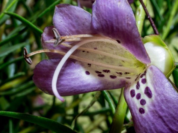 Eremophila maculata - Fleur violette et étamines saillantes