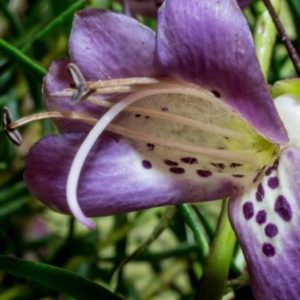 Eremophila maculata - Fleur violette et étamines saillantes