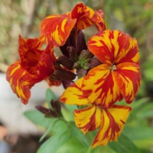 Erysimum cheiri - Détails des fleurs