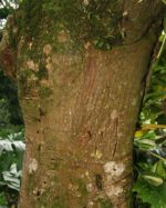Erythrina poeppigiana - Tronc brun grisâtre de l'Immortelle jaune )