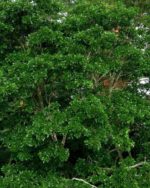 Erythrina poeppigiana - Dense feuillage