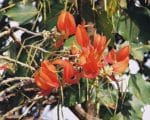 Erythrina poeppigiana - Inflorescence