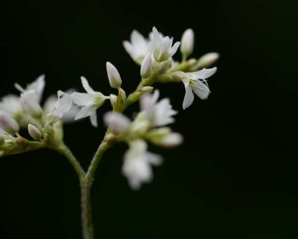 Fagopyrum acutatum - Détails d'une fleur