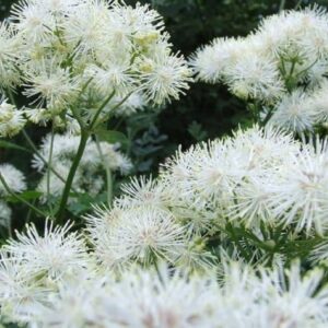 Filipendula ulmaria - Détails des fleurs