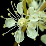 Filipendula ulmaria - Détails d'une fleur