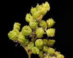 Filipendula ulmaria - Fruits spiralés