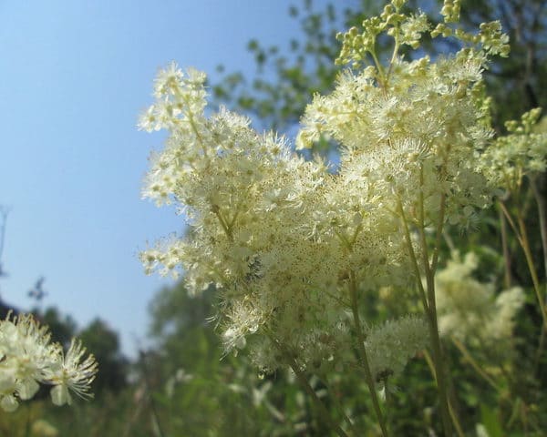 Filipendula ulmaria - Inflorescence