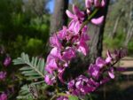 Indigofera australis - Grappes de Fleurs violettes et feuilles gris bleuté