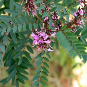 Indigofera australis - Inflorescence