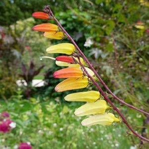 Graines d'Ipomoea lobata, graines de Plume d’indien